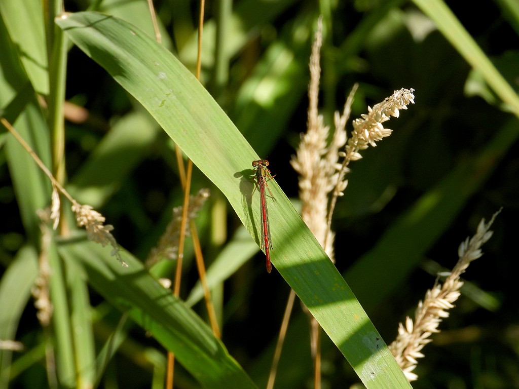 Koraaljuffer [18465] 24-jul-2022 (Haaksbergerveen, Haaksbergen).JPG - Koraaljuffer [Ceriagrion tenellum]
